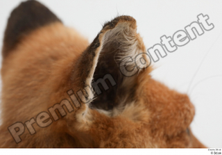 Fox  2 ear 0005.jpg